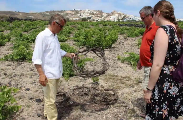 Treasures of Ancient Akrotiri and Santorini Wineries