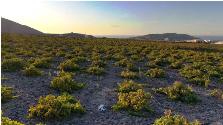 Private Morning Tour: Santorini Wine Adventure