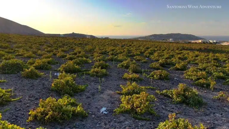 Santorini Wine Adventure: Sunset Tour